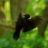 Datel cerny - Dryocopus martius - Black Woodpecker o4247